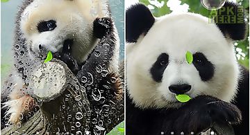 Cute panda Live Wallpaper