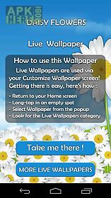daisy flowers  free live wallpaper