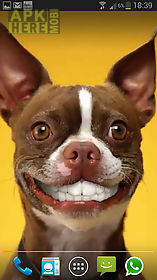 dog smiles  live wallpaper