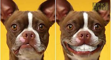 Dog smiles  Live Wallpaper