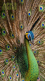 peacock feather  live wallpaper