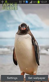 penguin live wallpaper