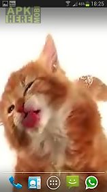 cat licks  free live wallpaper