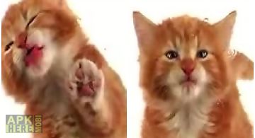 Cat licks  free Live Wallpaper