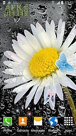 daisies by  3d live wallpaper