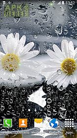 daisies by  3d live wallpaper