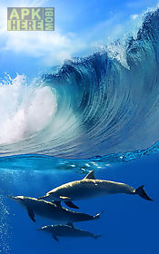 dolphins  live wallpaper