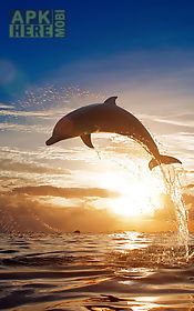 dolphins  live wallpaper