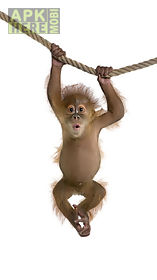 monkey  live wallpaper