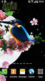 sakura and bird live wallpaper