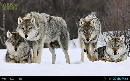 wolves animals live wallpaper
