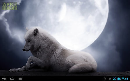 wolves animals live wallpaper