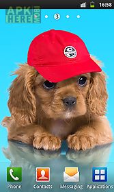 sweet dog, puppy, dress up