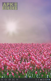 tulip field free
