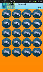 dolphins memory game free