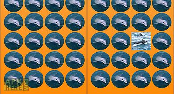 Dolphins memory game free