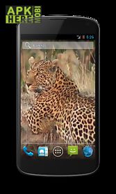 leopard free video wallpaper