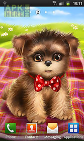 cute dog sweet puppy dress up