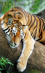 tiger  live wallpaper