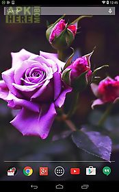 violet rose live wallpaper