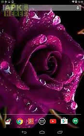 violet rose live wallpaper