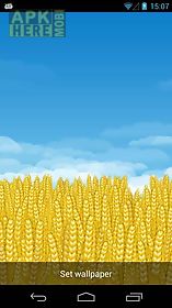 wheat field 3d  live wallpaper