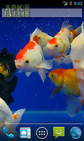 gold fish live wallpaper