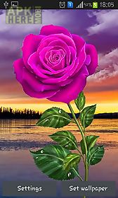 rose: magic touch live wallpaper
