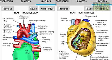 Anatomy heart lecture