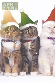 3 christmas cats  live wallpaper