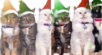 3 christmas cats  Live Wallpaper
