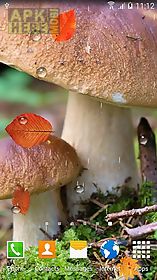 autumn mushrooms live wallpaper