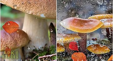 Autumn mushrooms Live Wallpaper