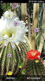 cactus flowers live wallpaper
