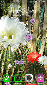 cactus flowers live wallpaper