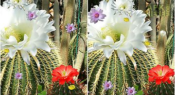 Cactus flowers Live Wallpaper
