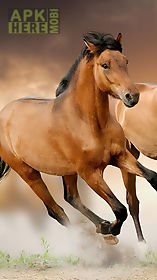 horse pictures  live wallpaper