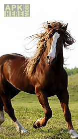 horse pictures  live wallpaper