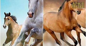 Horse pictures  Live Wallpaper