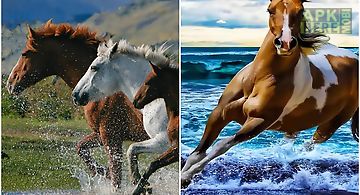 Horses  Live Wallpaper