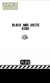 black and white bird