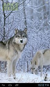 wolves in winter