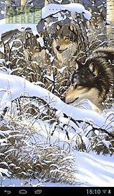 wolves in winter
