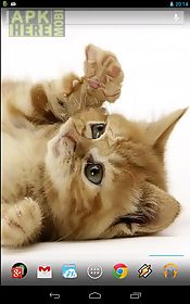 playful ginger kitten