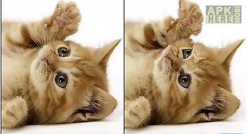 Playful ginger kitten