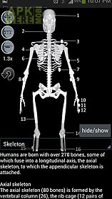human bones lite