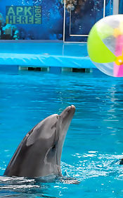 dolphin  live wallpaper