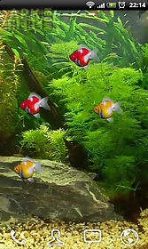 goldfish aquarium lwp live wallpaper