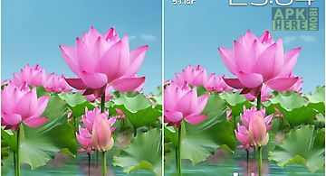 Lotus pond Live Wallpaper