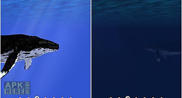 Ocean: whale Live Wallpaper